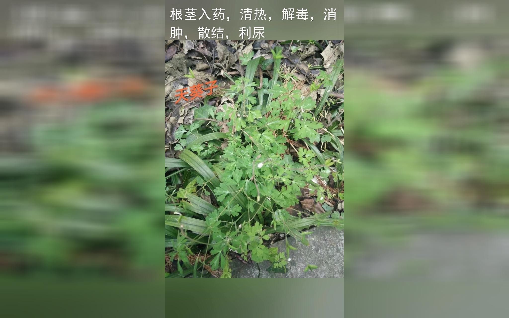 身边常见中草药植物哔哩哔哩bilibili