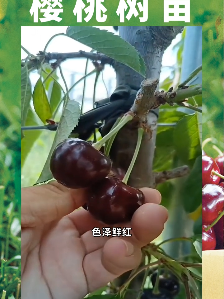 櫻桃樹苗何時需要進行除草?