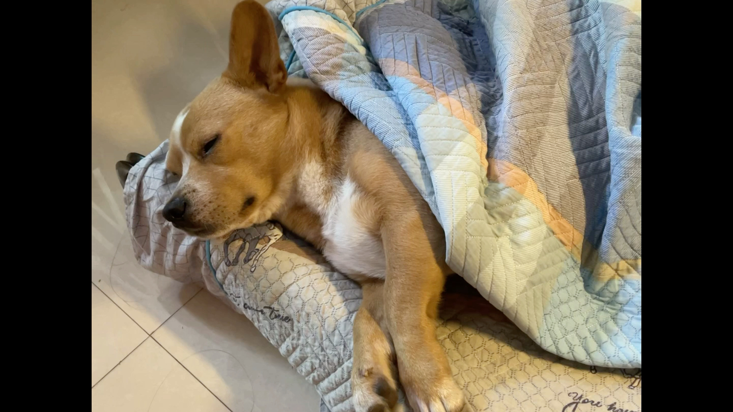 来自一只睡醒的小可爱