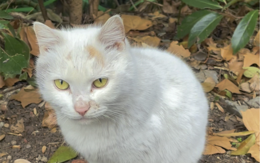 [图]你听过弃猫效应吗？请不要随意抛弃它们……