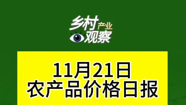 11月21日农产品价格日报来啦~哔哩哔哩bilibili