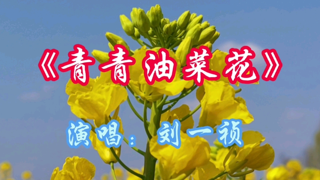 请欣赏歌曲《青青油菜花》