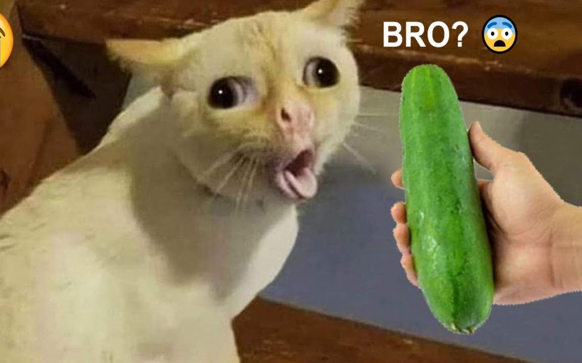 [2023最好笑]#2 超爆笑 , 笑到令人噴飯的"動物搞笑視頻"合集 #2