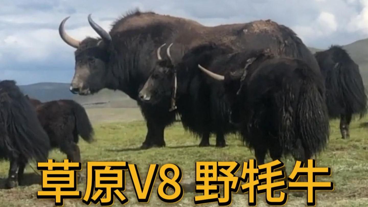 野牦牛，依旧高原大V8！