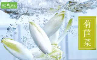 菊苣菜 搜索结果 哔哩哔哩 Bilibili
