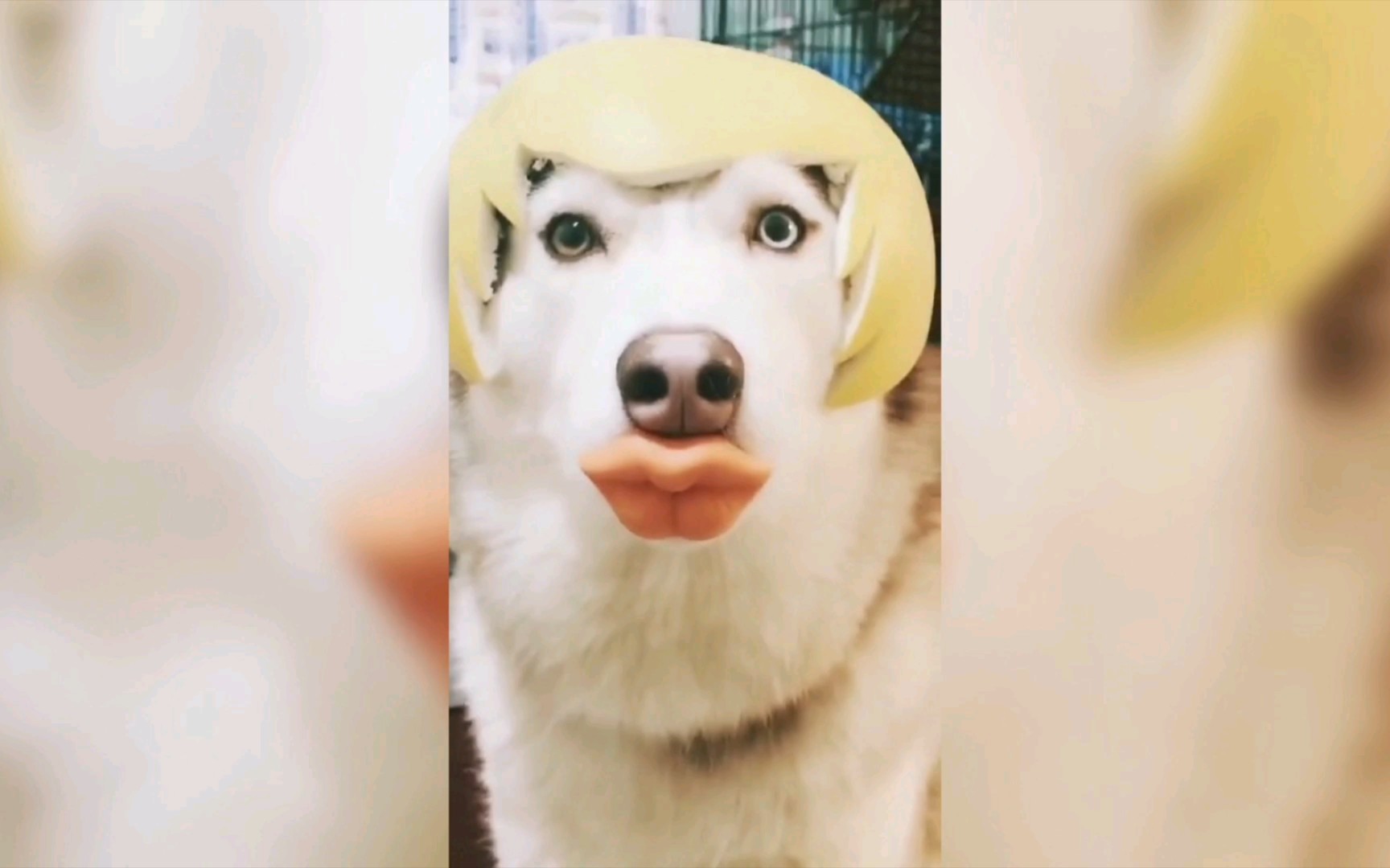 狗子沙雕行为大赏