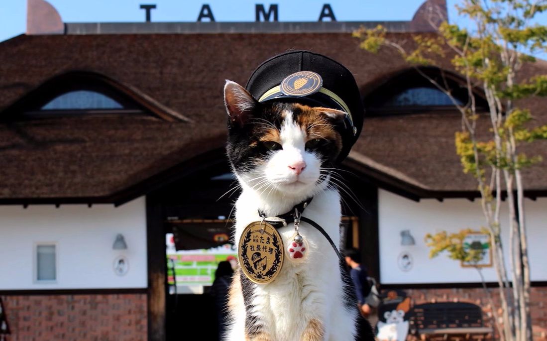 【二更】电车站的猫咪站长,好萌啊