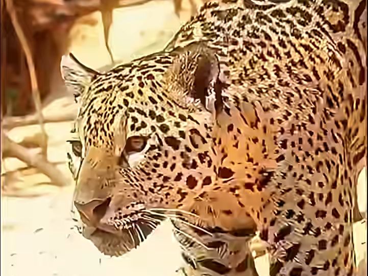 动物世界之美洲豹捕食鳄鱼