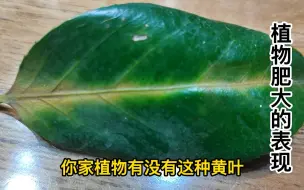 Download Video: 赶紧检查你家植物是不是肥大了？植物肥大的表现