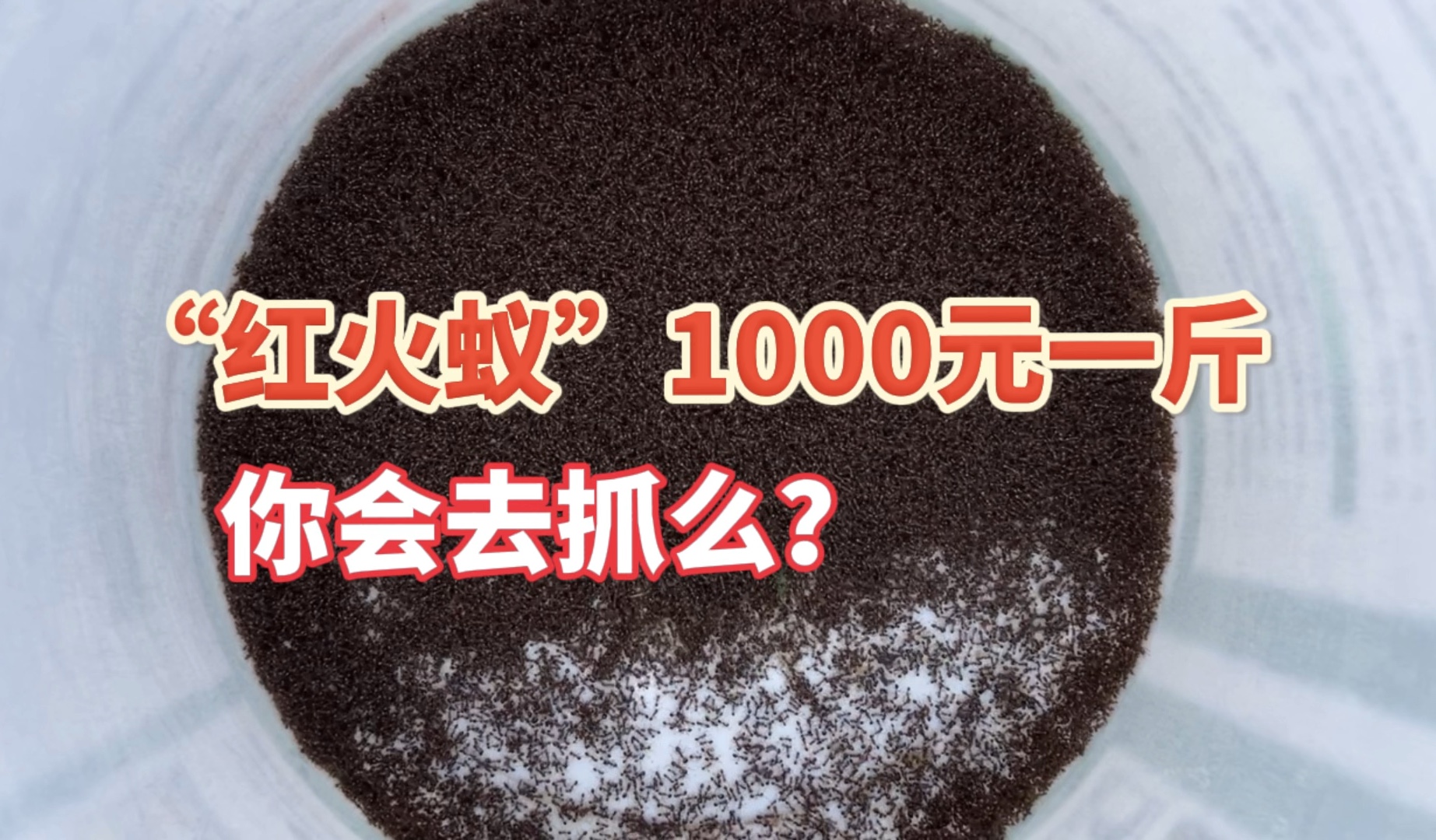 “红火蚁”1000块钱一斤,你会去抓么?看小何他能抓多少哔哩哔哩bilibili