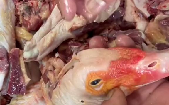 鸳鸯肉的功效与作用(鸳鸯肉:滋阴补肾,助力男性健康)