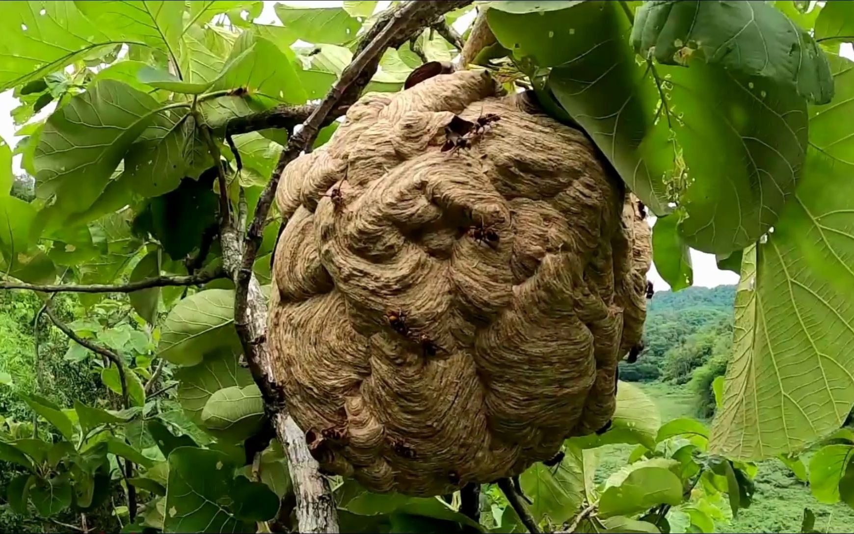 这是今年掏到最小的马蜂窝,很安全的把它采下来