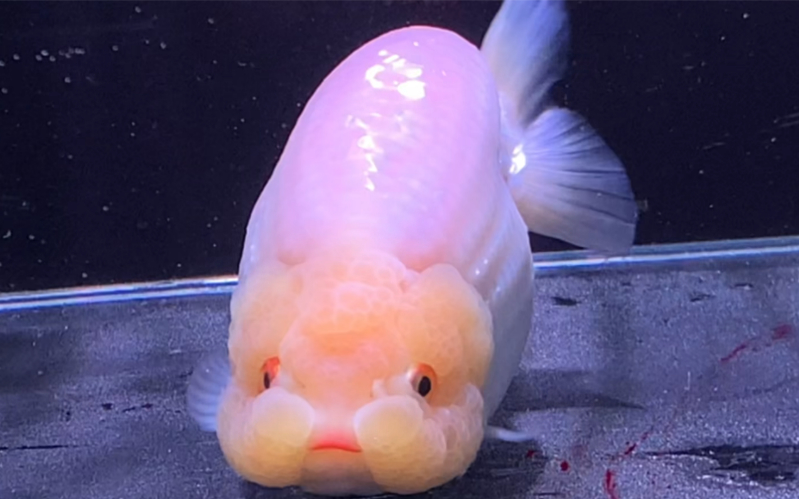 红眼红唇菠萝头娃娃脸高翘龙吻圆嘟嘟肥玉兔