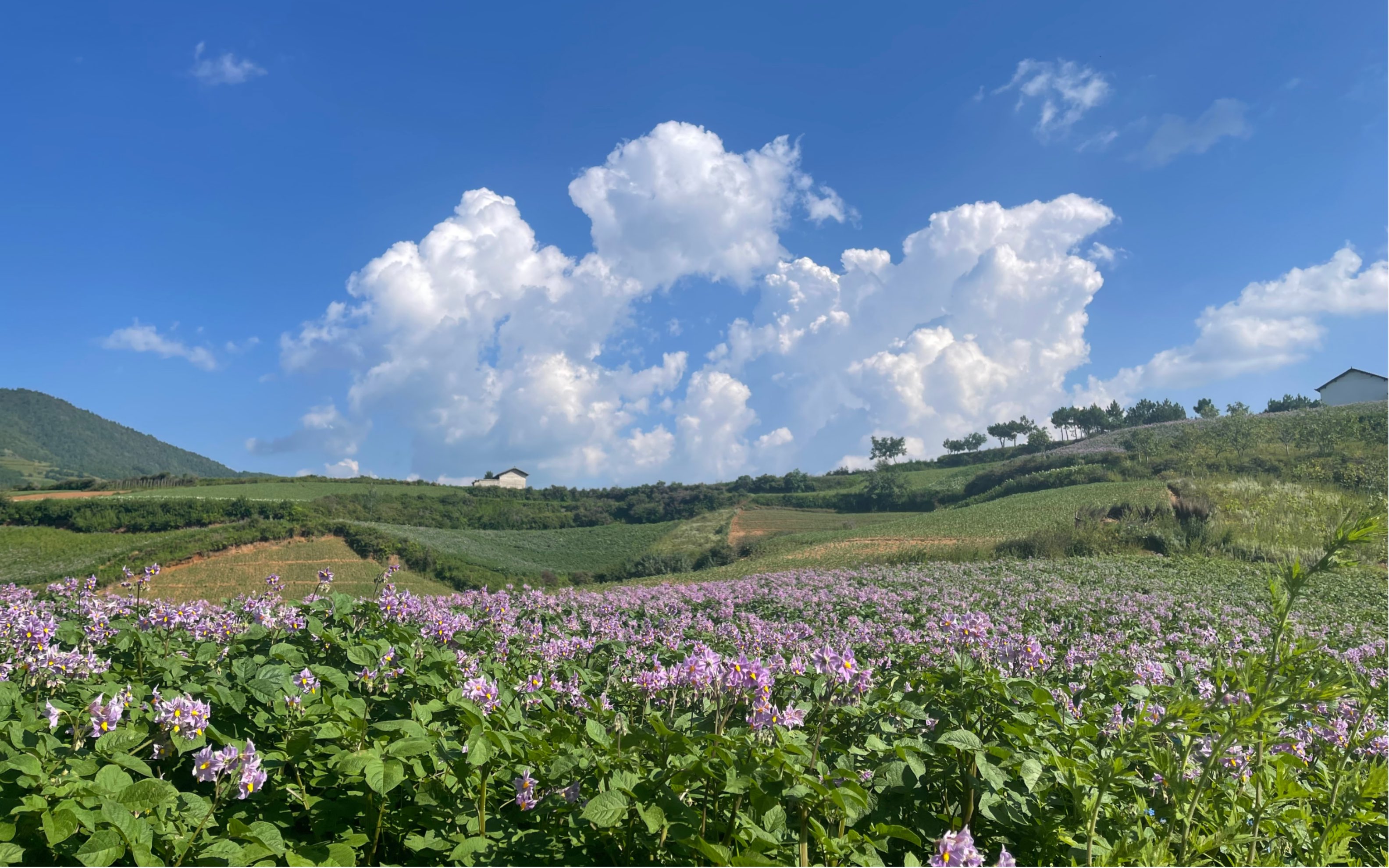 和煦的微风以及淡淡的花香,让时光停留在这一刻