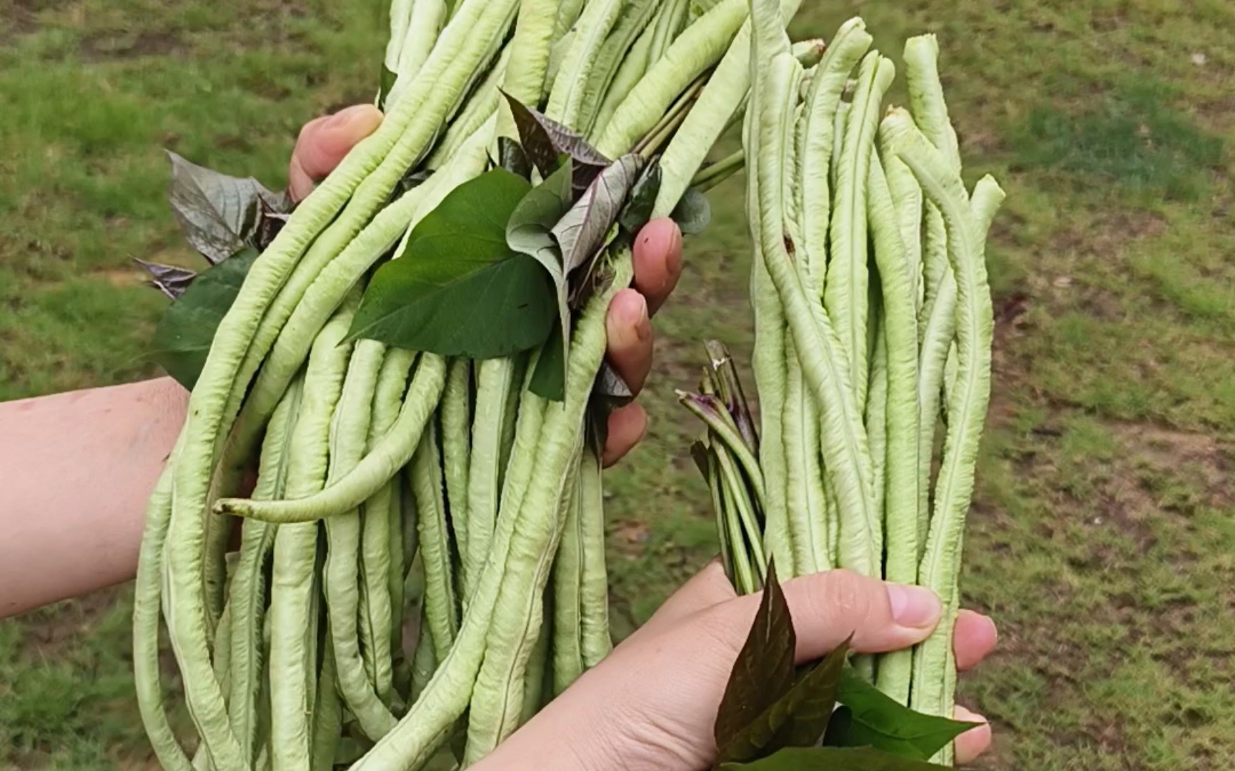 我家豆角珠圆玉润清香脆甜