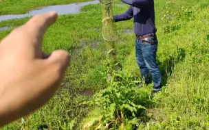 Descargar video: 制止和震慑野生扬子鳄栖息地偷捕，销毁偷捕工具。——野生扬子鳄张龙守护者 护鳄世家