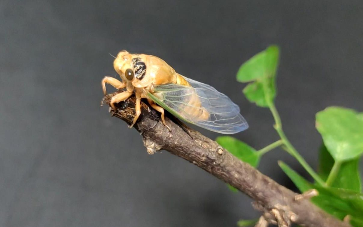 每年这个时节老家树上常常看到知了猴没想到蜕变的瞬间这么美