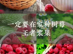 Download Video: 一定要在家种树莓❗️❗️王者浆果