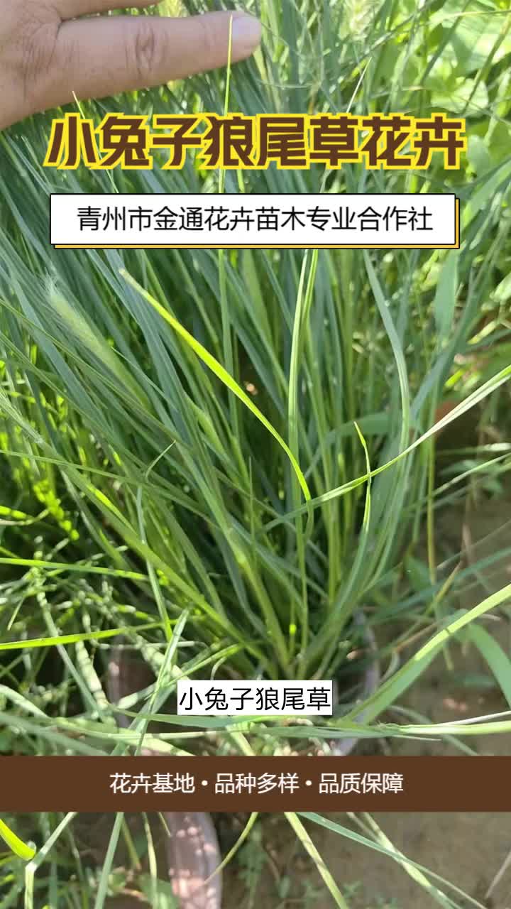 江西小兔子狼尾草小苗＂金通花卉,苗木草花专家,品质生活从这里开始!＂草花多样化设计,满足不同领域使用,欢迎到公司实地考察. #黑龙江小兔子狼...