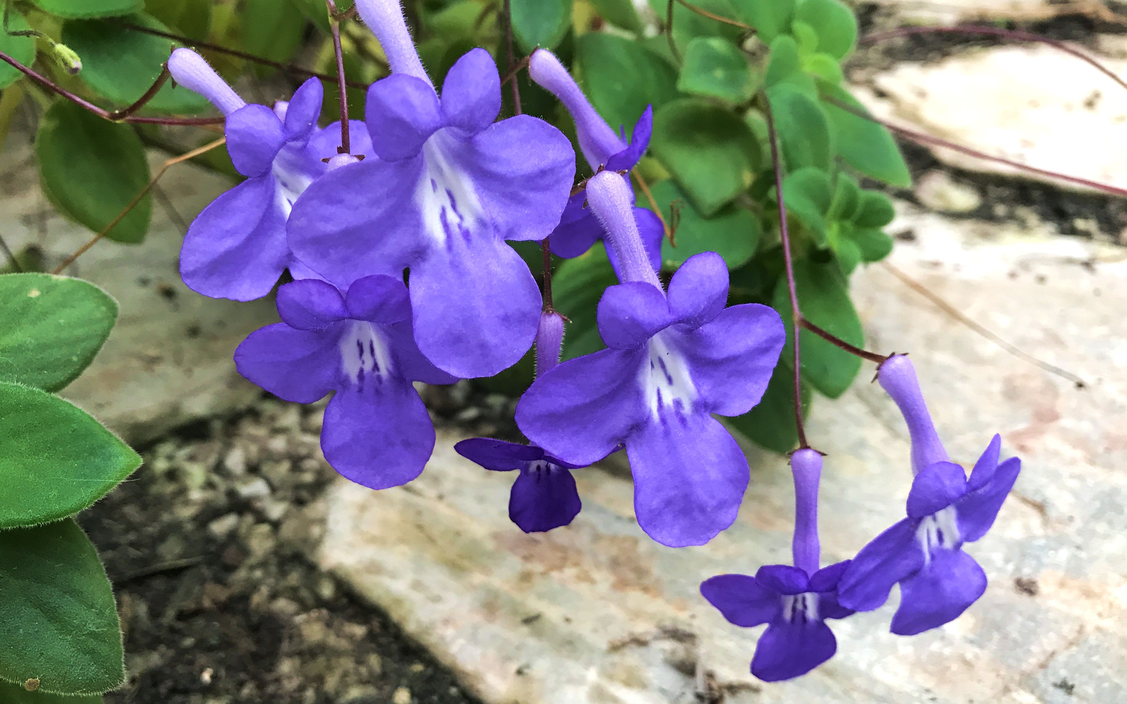 海豚花 | 花间优雅可爱的小精灵