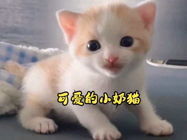 救命太可爱了 小奶猫叫声一次听个够!哔哩哔哩bilibili