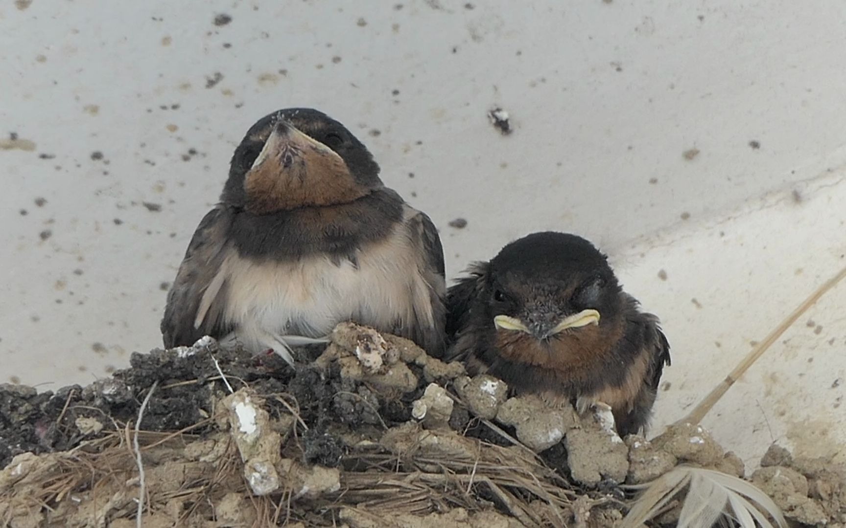 两只窝里的燕子宝宝