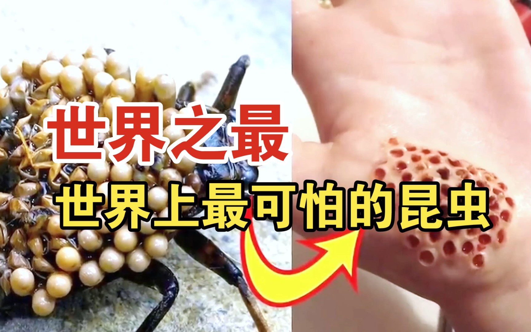 世界之最:10只世界上最可怕的虫子,轻轻一碰就全身腐烂,如果不幸遇到