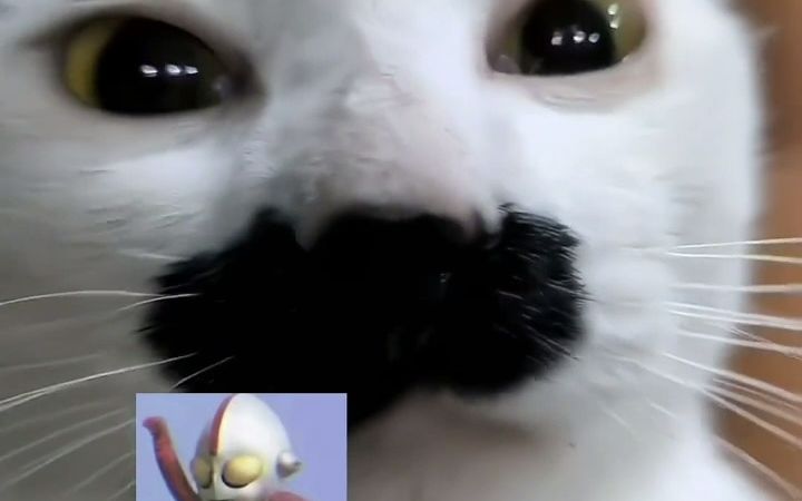 一首《八嘎猫之歌》,送给所有可爱的小八嘎猫 - 视频下载 Video Downloader
