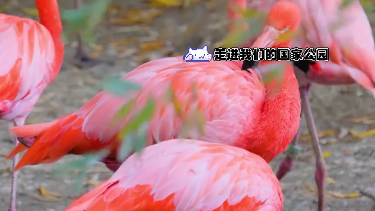 座头鲸宝宝聪明绝顶的猎手使出计谋成功猎杀鲸鱼宝宝虎鲸捕食捕猎现场