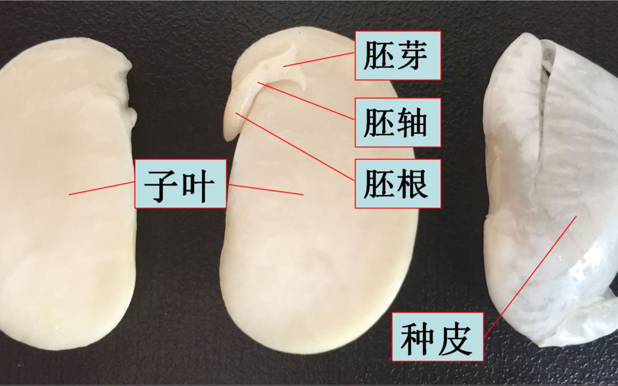 [图]2 观察双子叶植物种子的结构