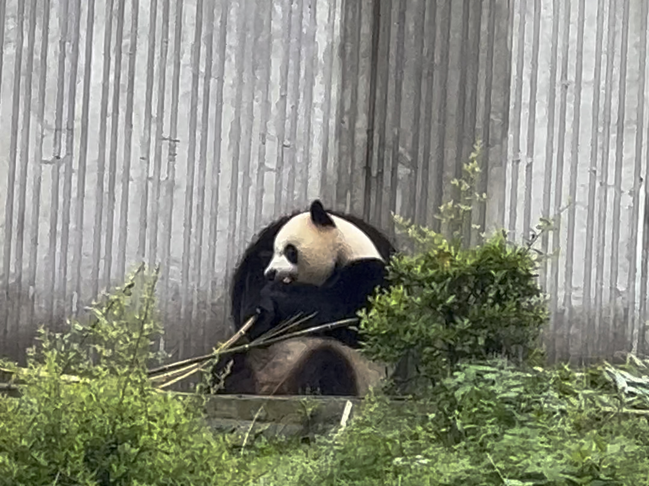 美国的动物国宝图片