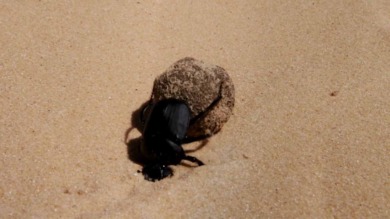 非洲沙漠中的蜣螂对粪球有多执著?屡败屡战的蜣螂能挑战成功吗?