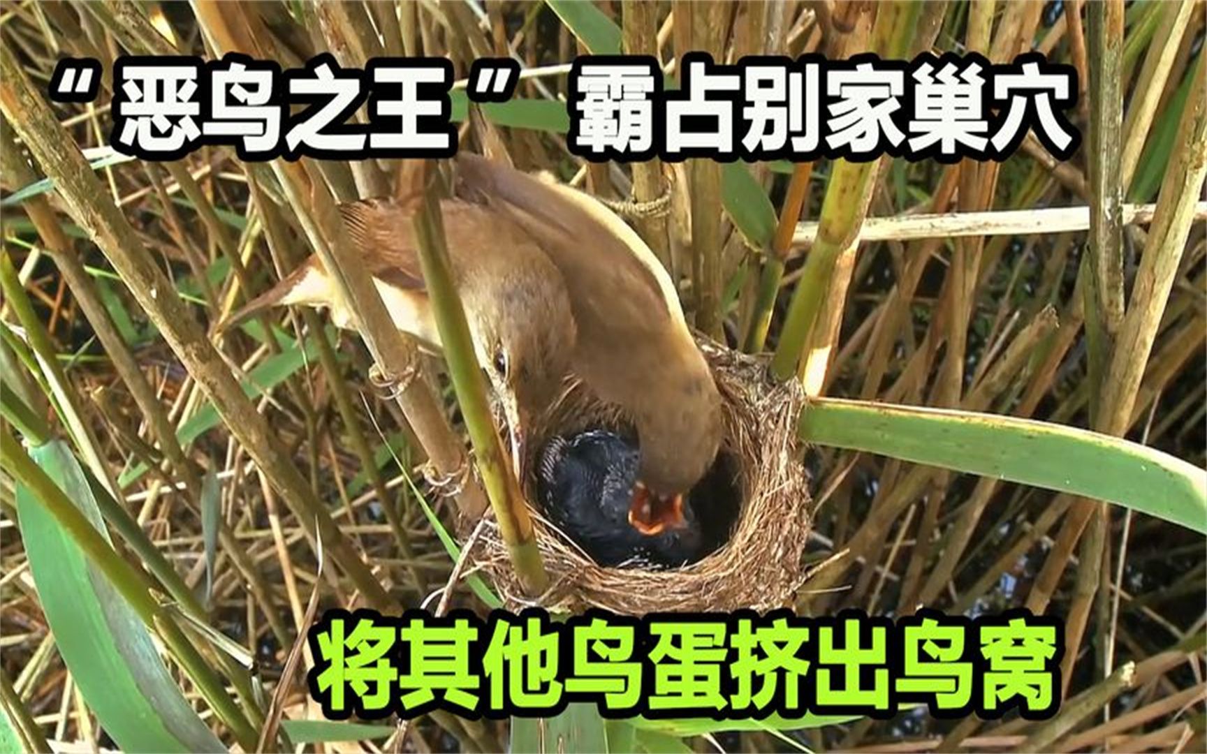 鸠占鹊巢的"鸠"是什么鸟?天性邪恶狠毒,却被世人称颂两千年