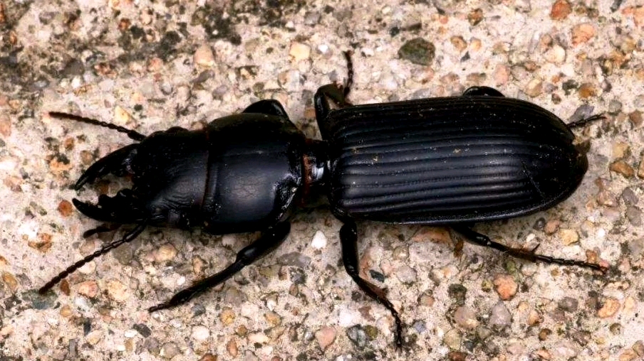 同体型巨蝼步甲和六星步甲小打小闹