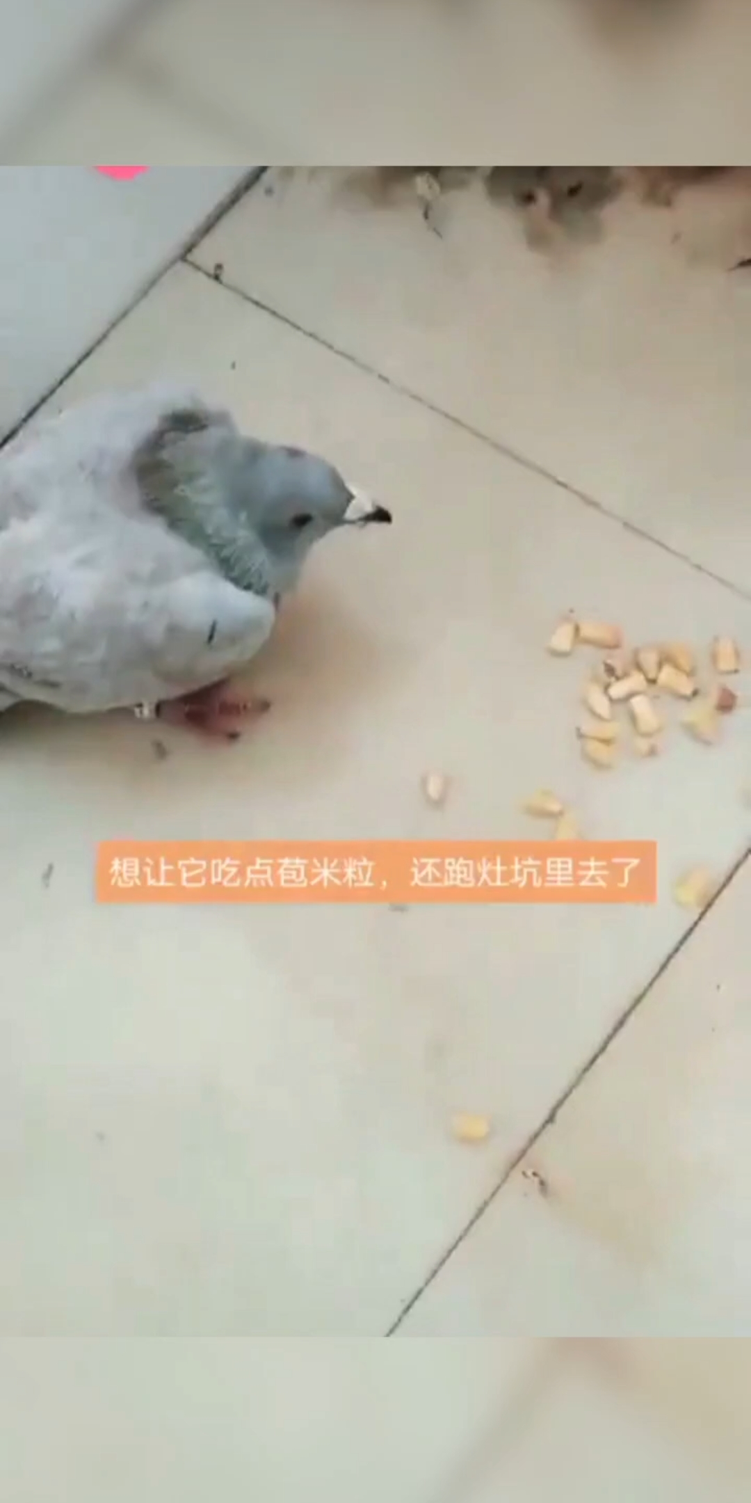 [图]鸽子：不受嗟来之食