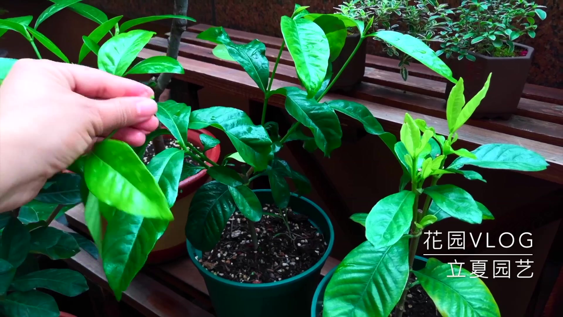 栀子花夏天“掐一掐”,才能株型饱满,年年开花到爆!哔哩哔哩bilibili