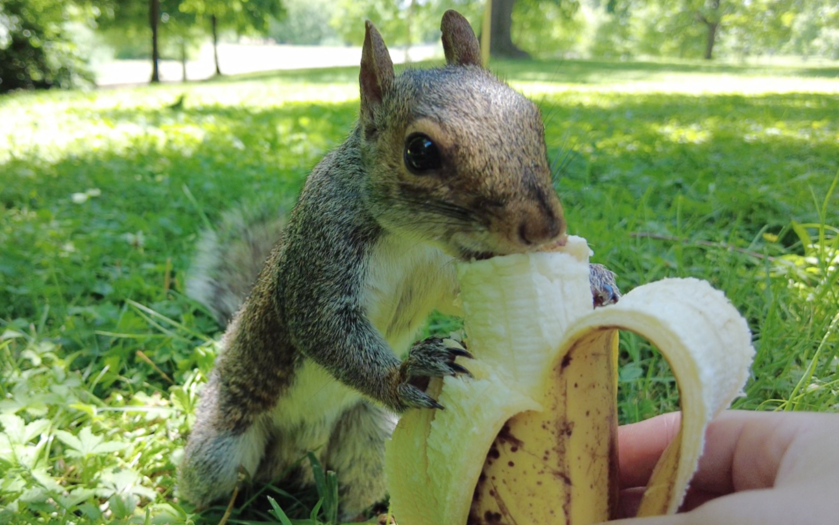 野生松鼠第一次吃香蕉,开心到耳朵都飞起来了!