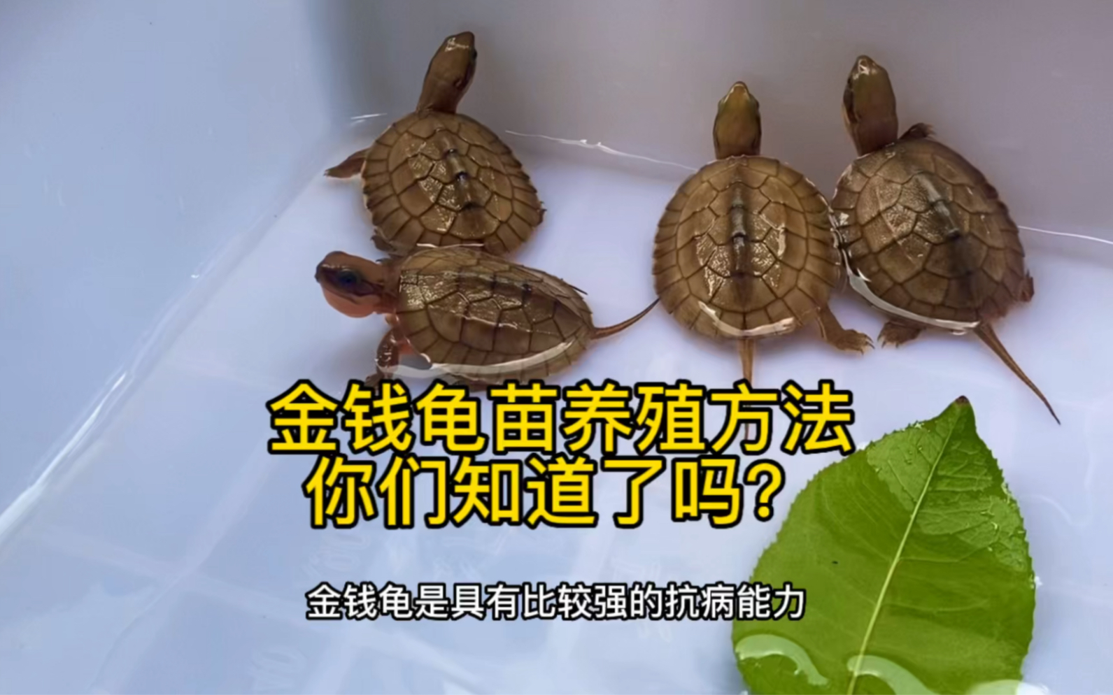 金钱龟苗怎么养?水温多少?吃什么?新手必看
