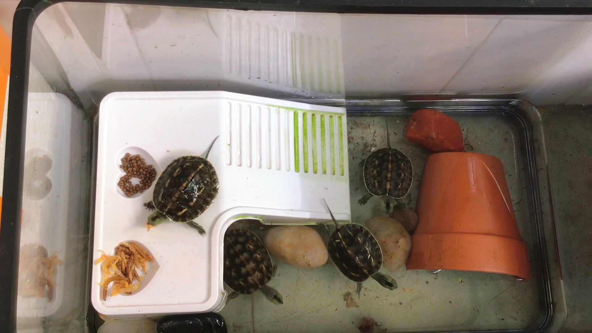 干饭龟娃——花龟幼龟日常喂食