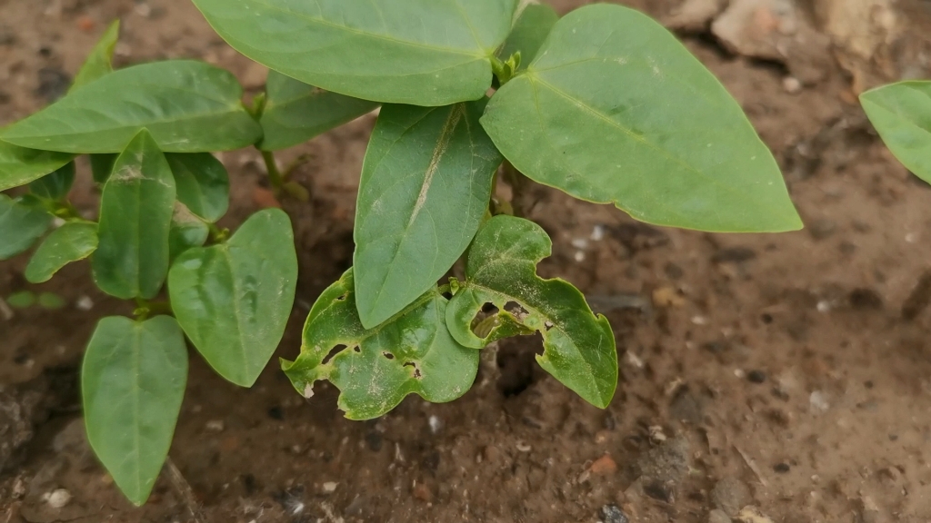 豆角苗期生虫怎么办?给它喷上这几种药,防治效果好