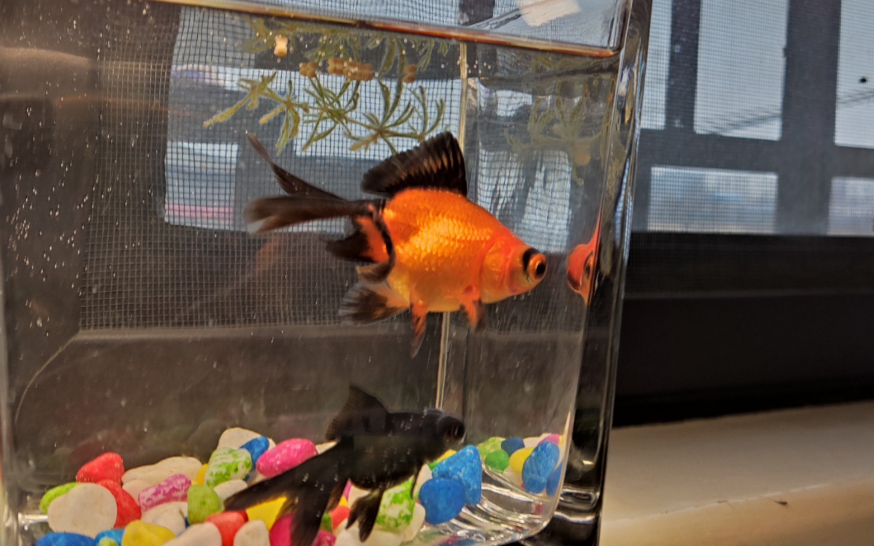 突眼金鱼太能拉了真的要经常换水