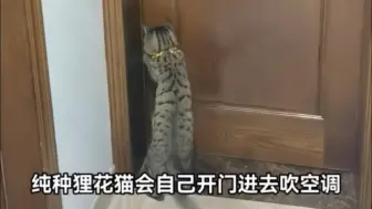 Download Video: 天热的时候纯种狸花猫真的会自己开门找空调吹，不信你们自己看。