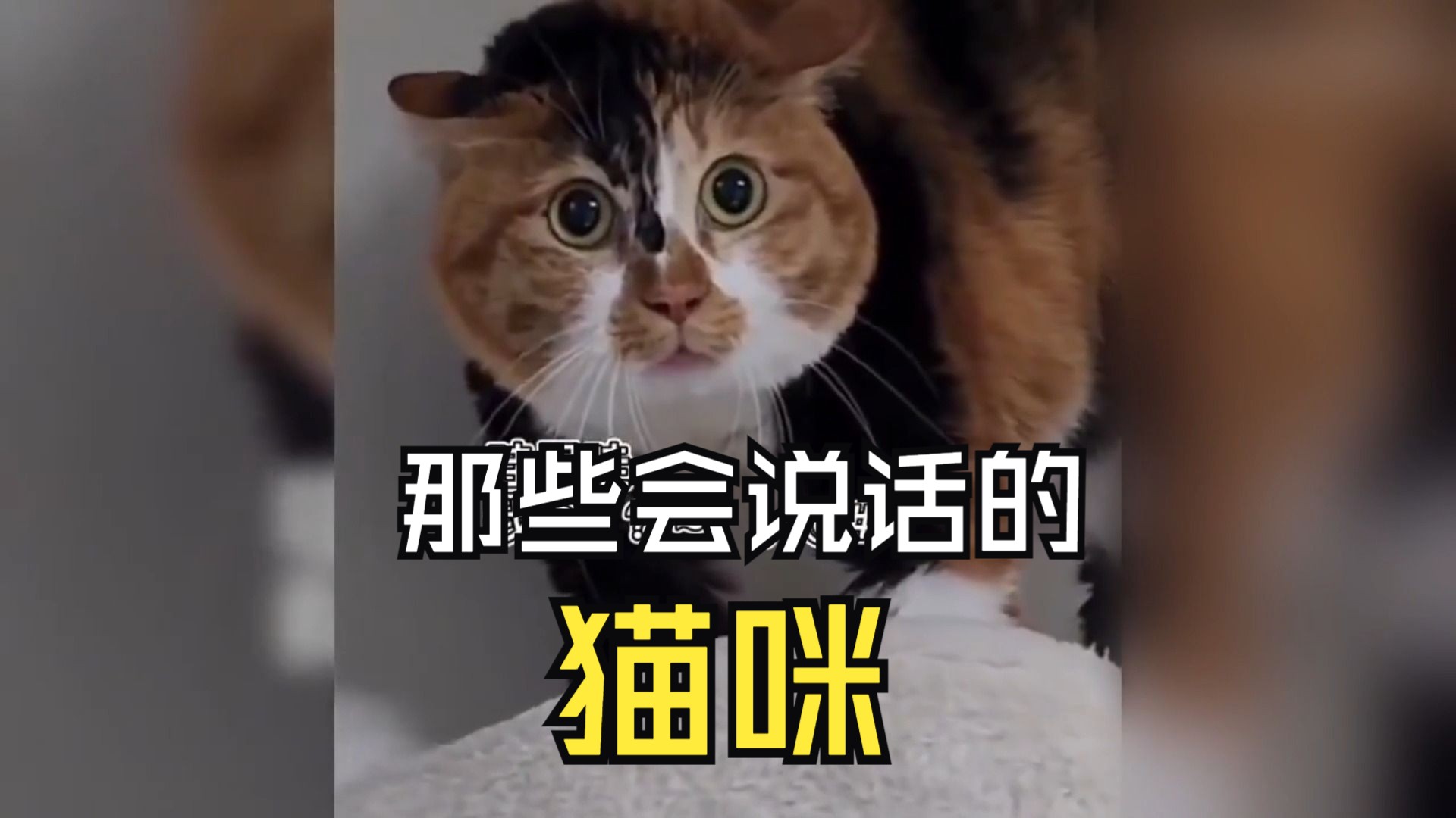 [图]那些会说话的猫咪猫咪