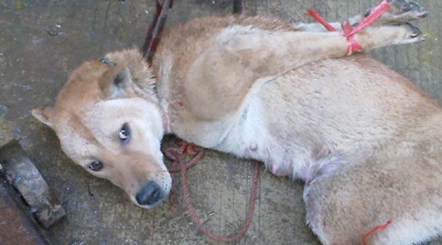 狗狗被人捆绑送去狗肉店,它的眼神:主人,对你失望!