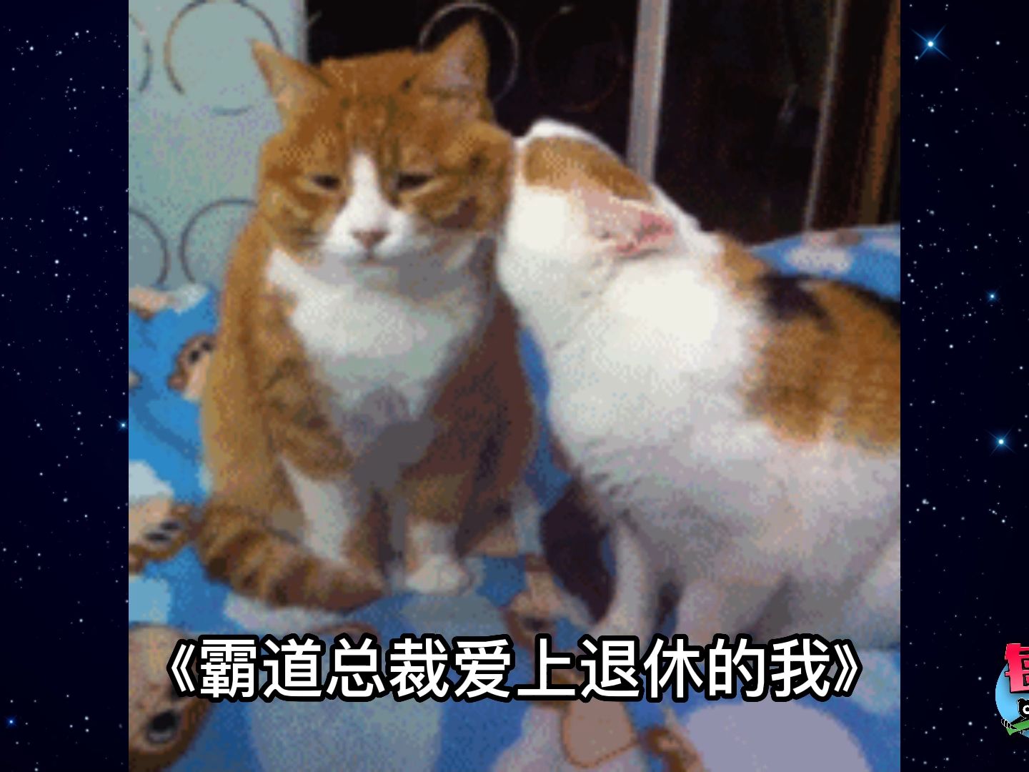 【每日一囧】《被霸总支配的一代人》|猫猫村长