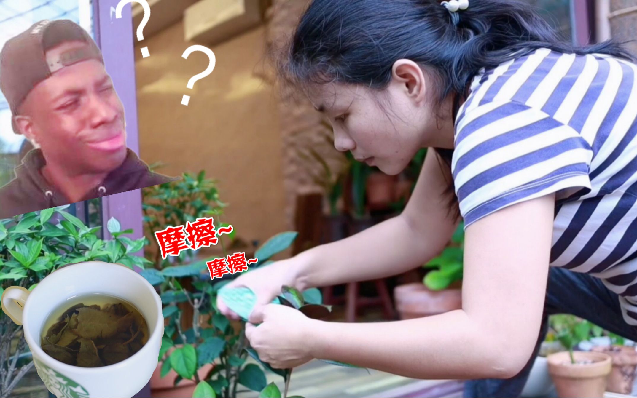 [图]姑娘摁着一盆茶花，用茶水摩擦摩擦，这是为哪般？