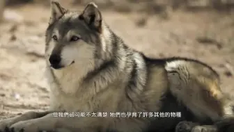 中文英文字幕 狼改变美国the Wolf That Changed America 哔哩哔哩 Bilibili