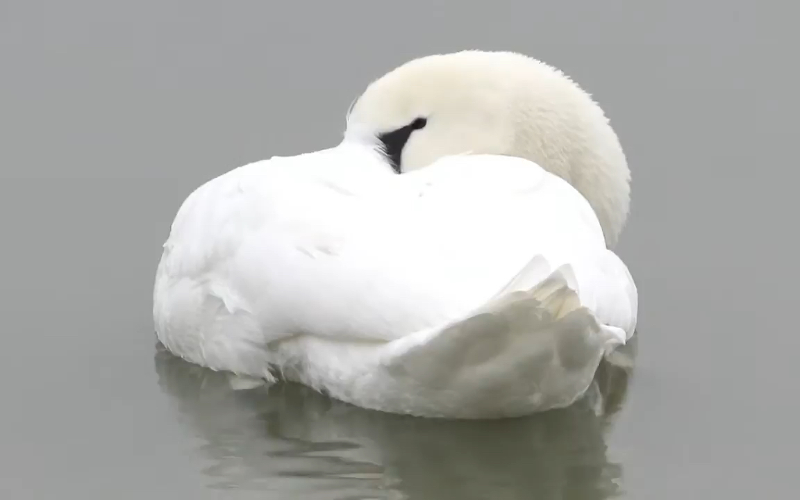 湖面上优雅的天鹅