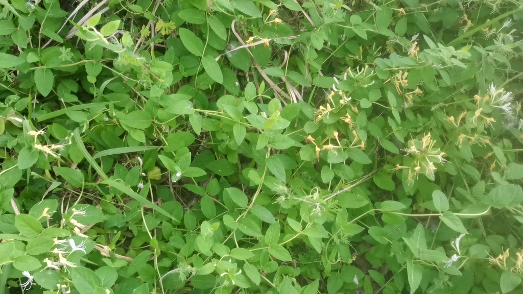 [图]满地野金银花