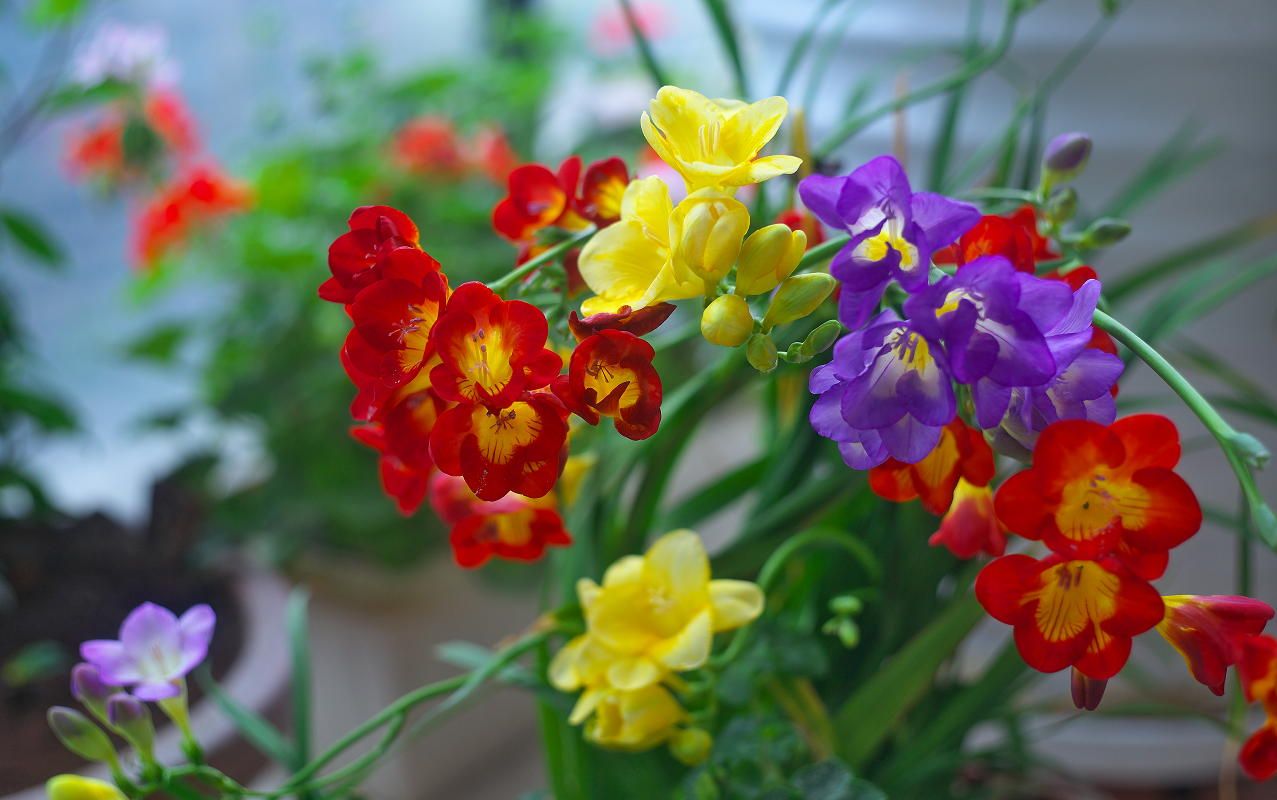 手残党的园艺梦 阳台植物记05 香雪兰2次填土